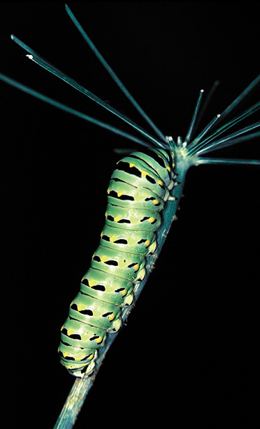 Caterpillar of black swallowtail Figure 3