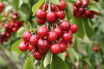 Dwarf Sour Cherry