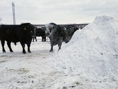 Cows by snow pile