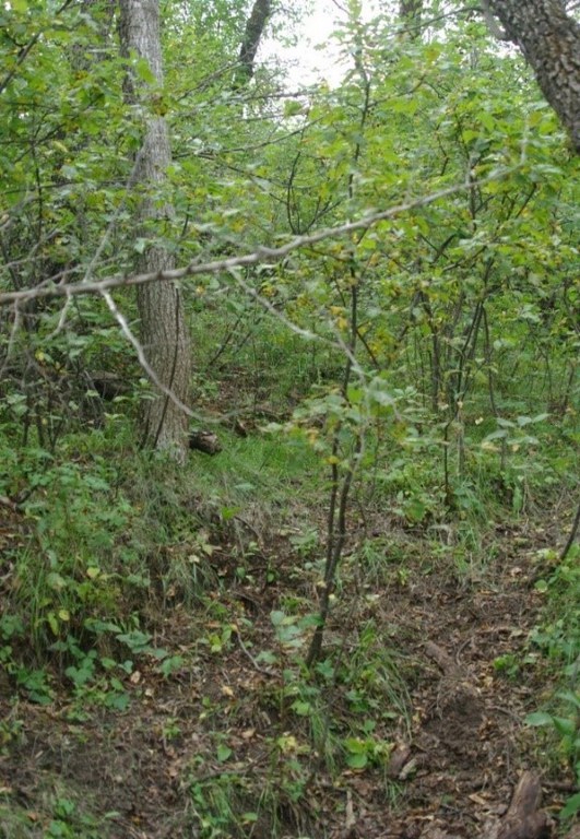 steep sided wooded draw