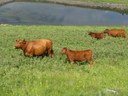cattle in pasture near water source