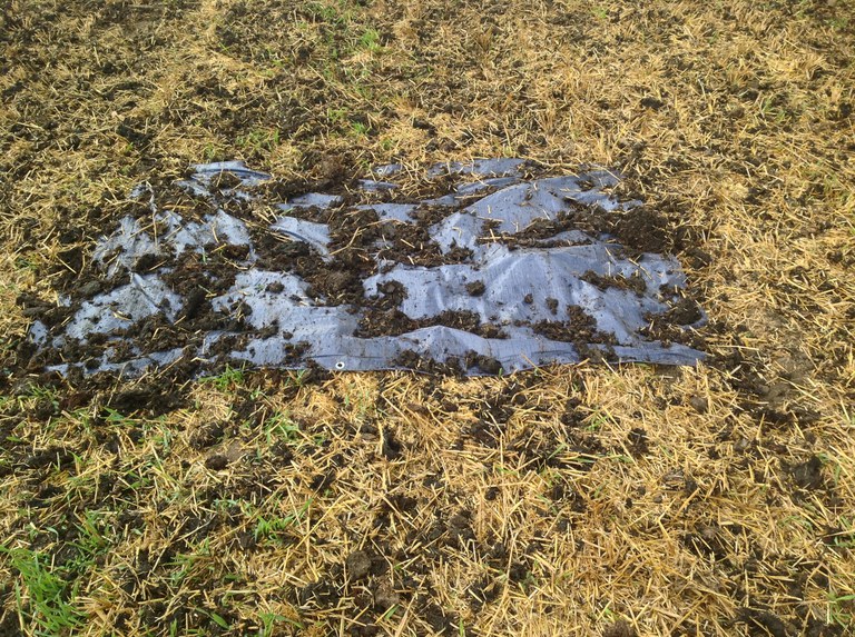 a plastic sheet covered with manure
