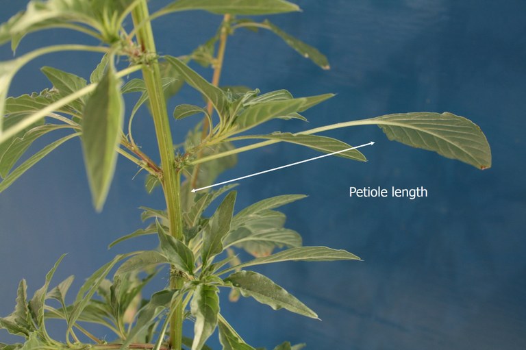 Palmer Amaranth ID - Petiole Length