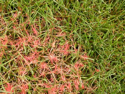 Red thread on lawn
