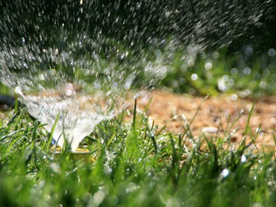 Watering lawn seed