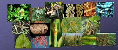 disease picture collages.jpg