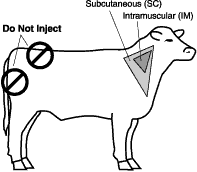 What are some common injection sites?