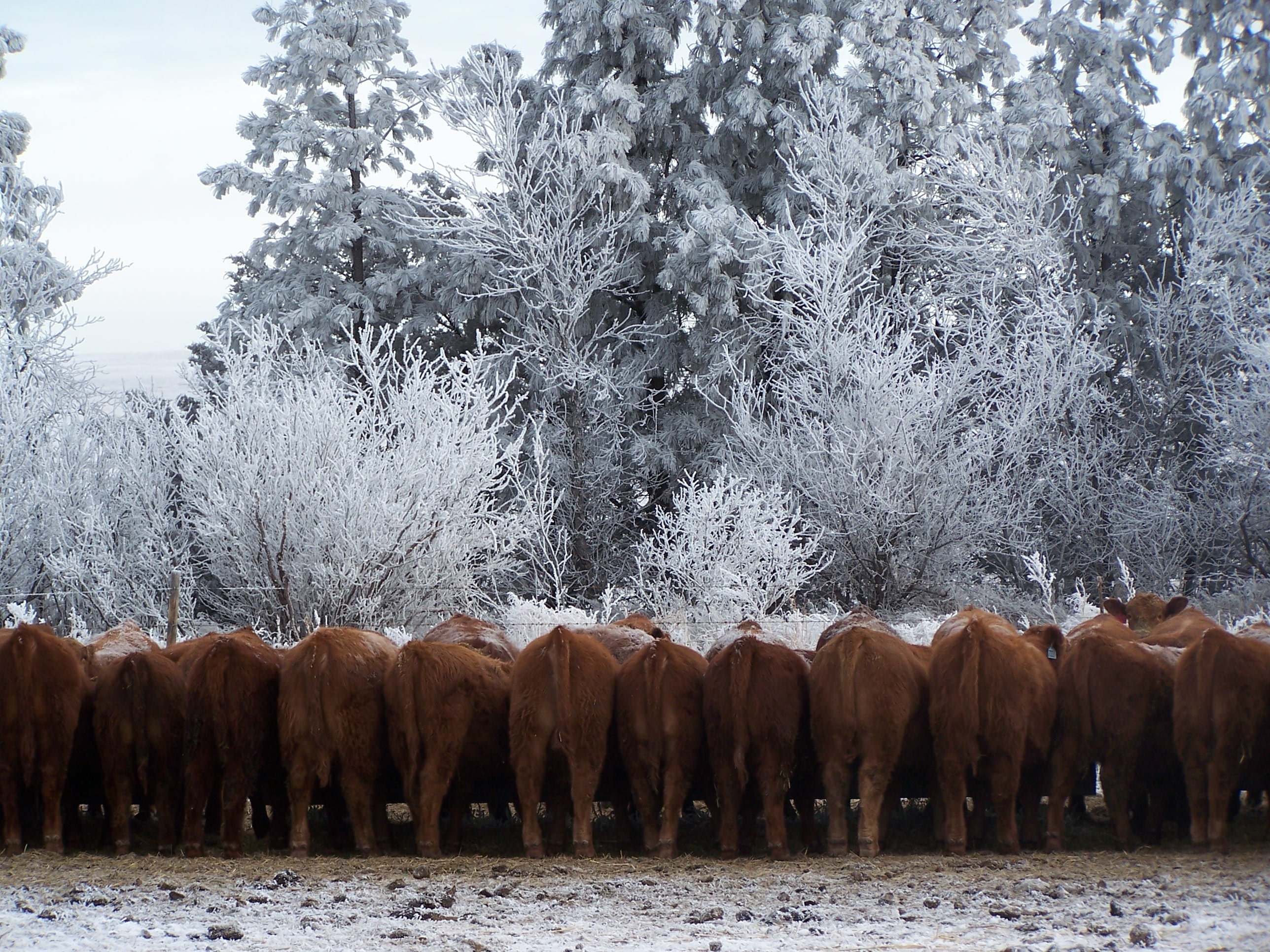 081026 bulls at bunk.JPG