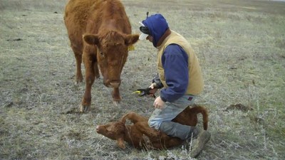 171010 tagging calf