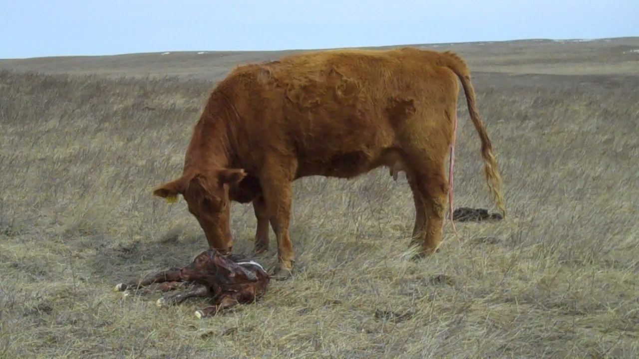 171010 cow licking off calf