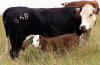 cow calf