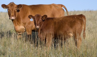 171010 red bases loaded  heifer calf pair