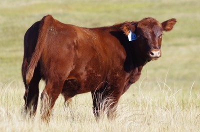 171010 Drifter bull calf.jpg