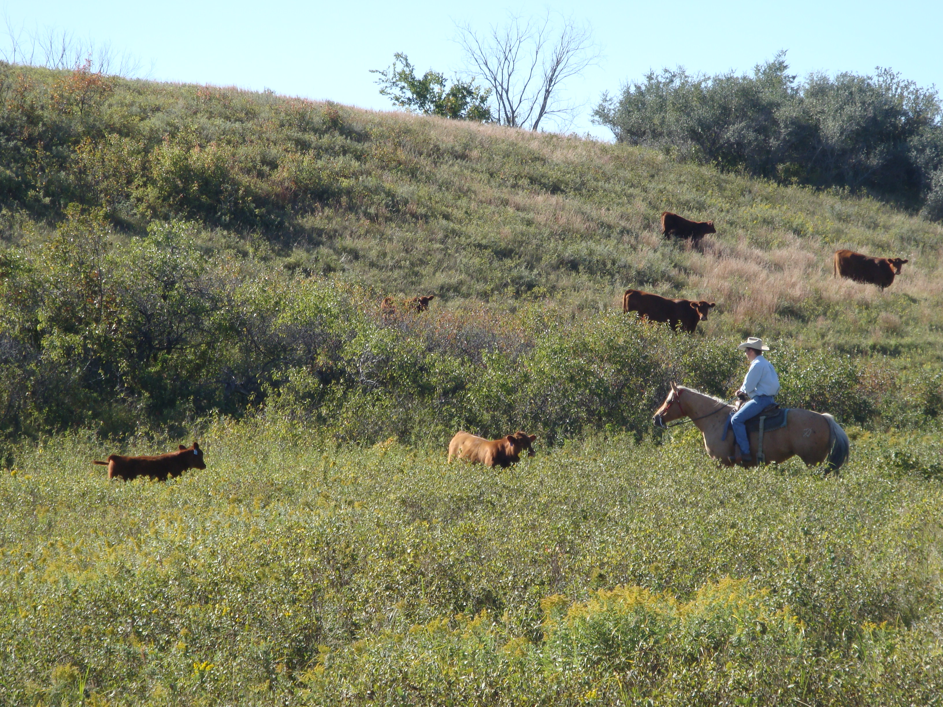 171010 chad riding cows pasture