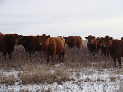 171010 cows snow