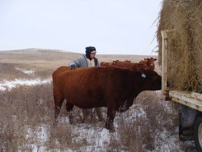 171010 cow hay bale