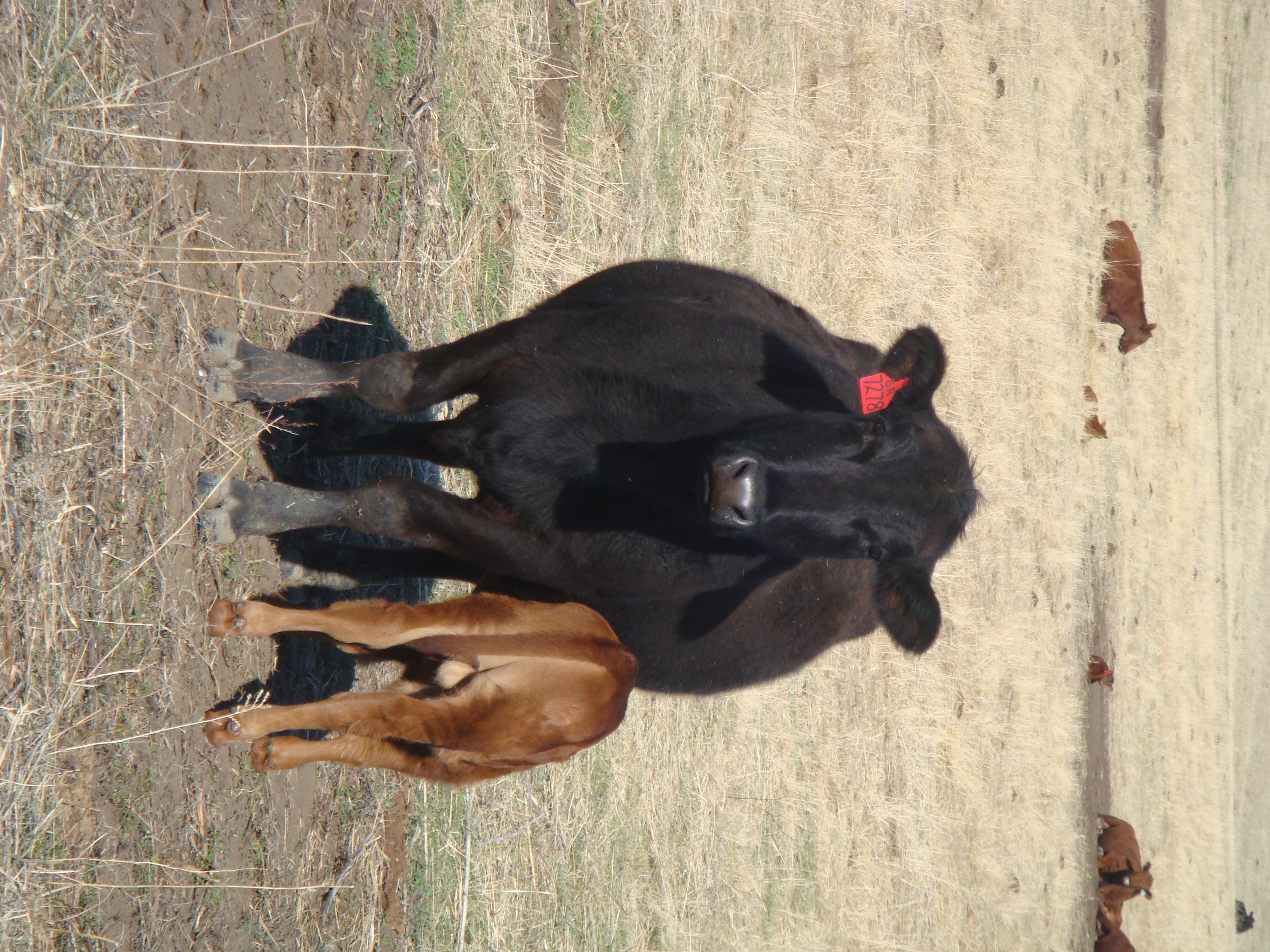 171010 black red cow calf pair