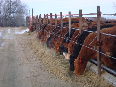 171010 bichler simm cattle feed