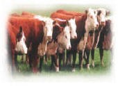 herefords