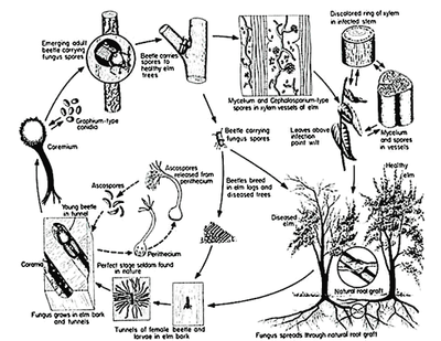 DED Life Cycle