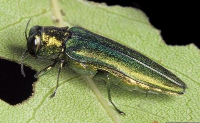 Adult Emeral Ash Borer