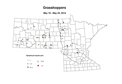 5 19 5 30 Grasshopper Nymphs