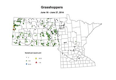 6 16 6 27 Grasshopper Nymphs