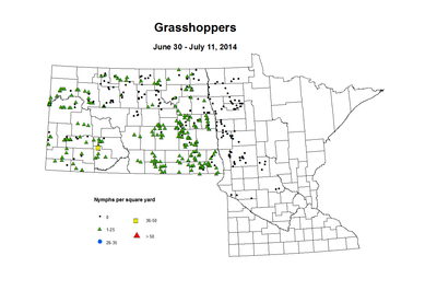 6 30 7 11 Grasshopper Nymphs