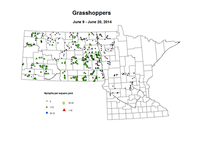 6 9 6 20 Grasshopper Nymphs