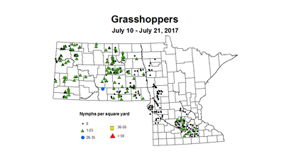 GH nymphs 7 10 7 21 2017