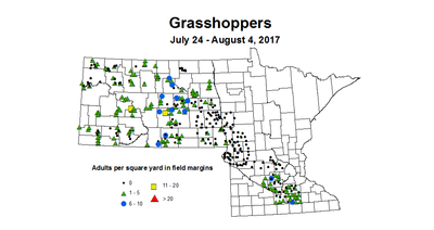 grasshoper adult 7 24 8 4 2017