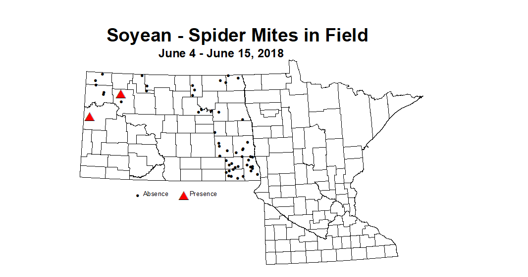mites