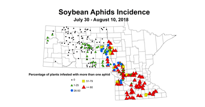 aphid incidence