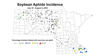 aphidIncidence