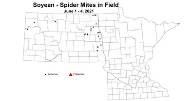 soybeanSpiderMitesInField6.1 6.4