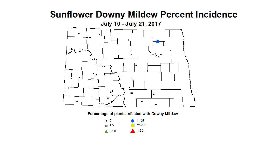 sunflower mildew 7 10 7 21 2017