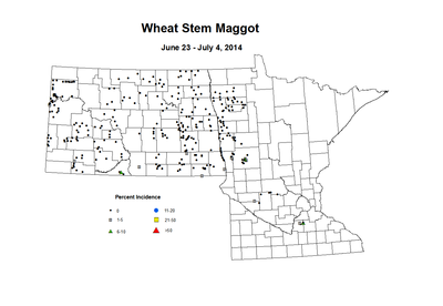 6 23 7 4 Wheat WS Maggot