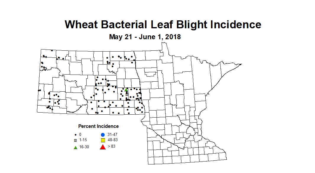 wheat BLBI 5.21 6.1 2018