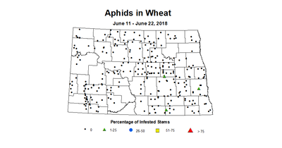 aphids