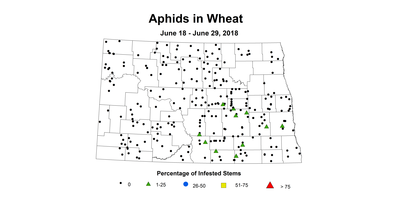 aphid