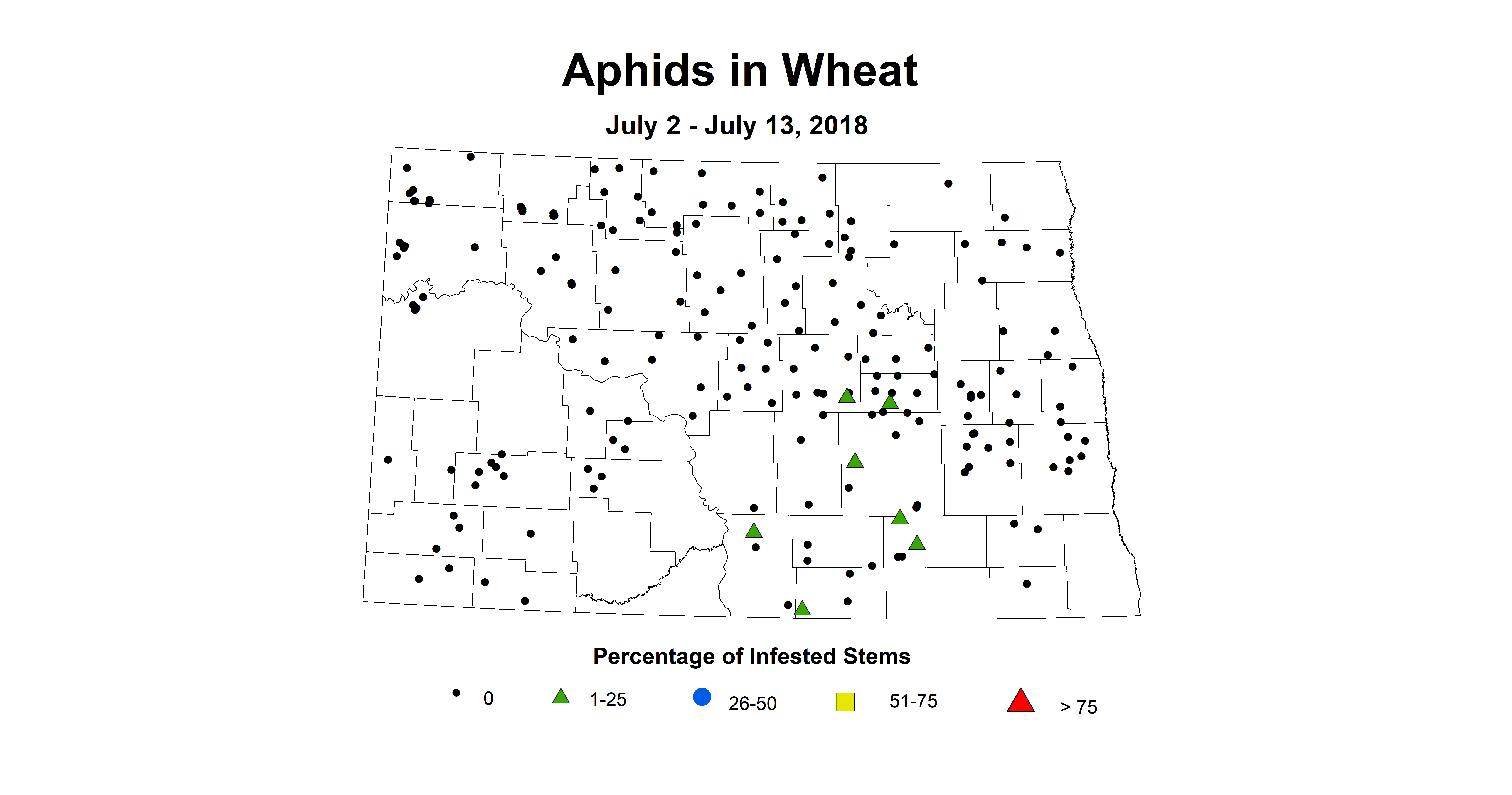 aphid