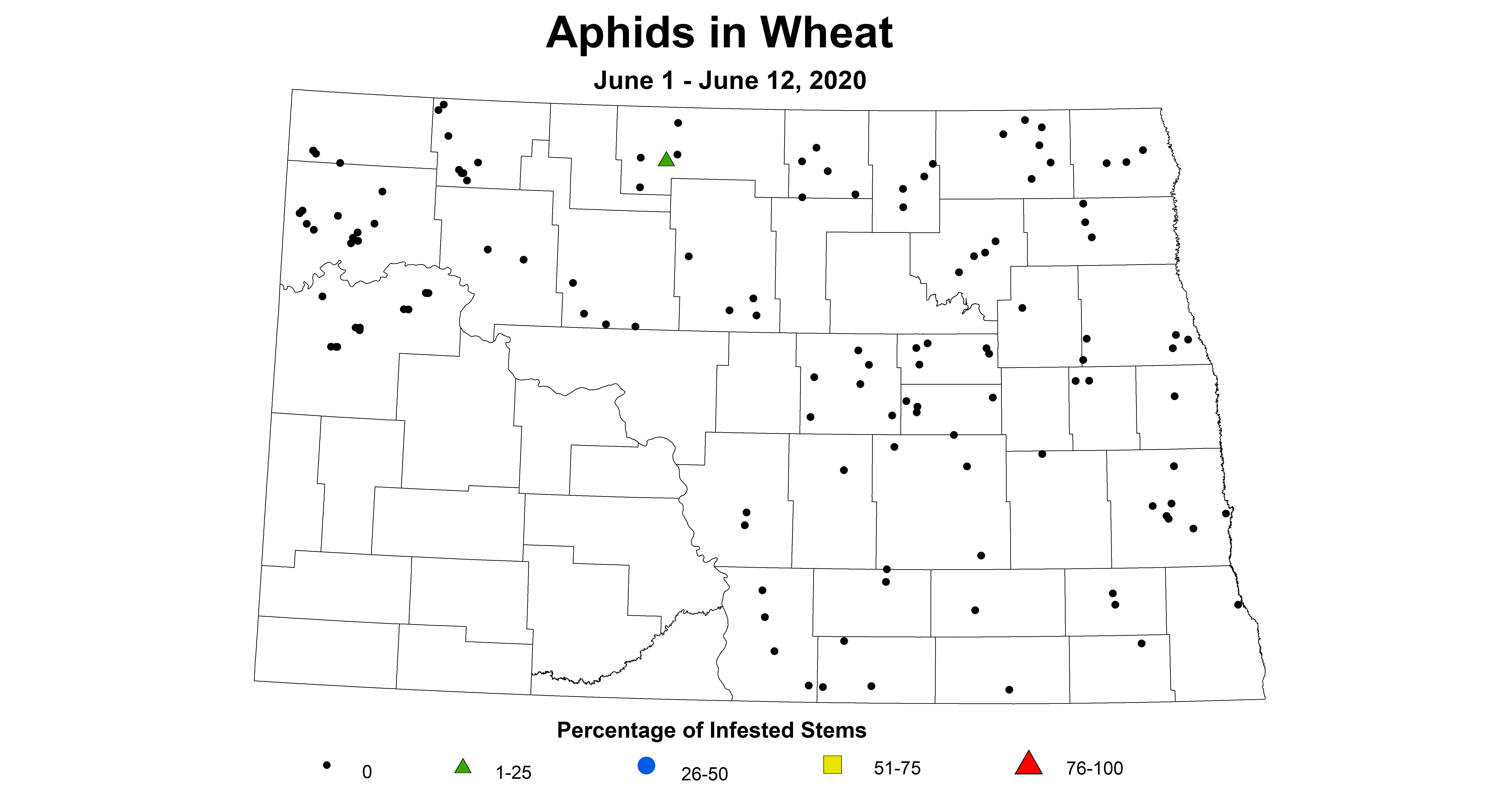 wheat aphid June12