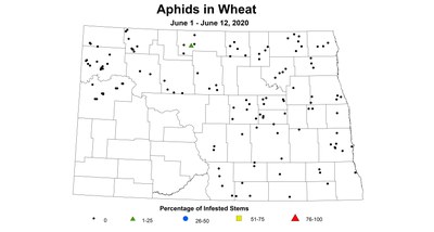 wheat aphid June12
