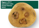 Plant Back of Non-Certified Seed Potato Tubers in North Dakota and Minnesota (A1946)