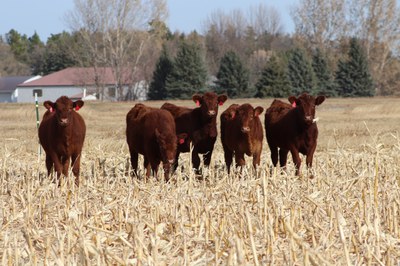 Cattle grazing corn stover/cover crop.