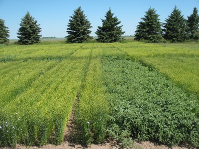 Flax-chickpea intercropping