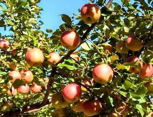 This is an apple variety trial.