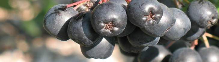 Some aronia fruits on the plant.