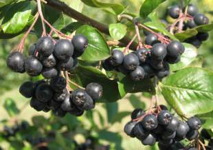 These are some aronia fruits.