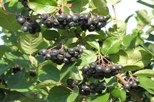 Aronia